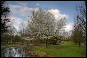 Weisse Blüten am Baum