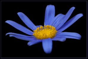 Blau - nur Blüte