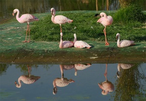Flamingos im Spiegel