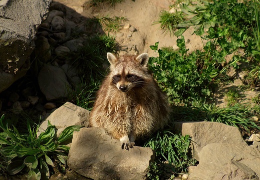 Tiere
