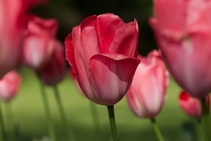 Tulpen