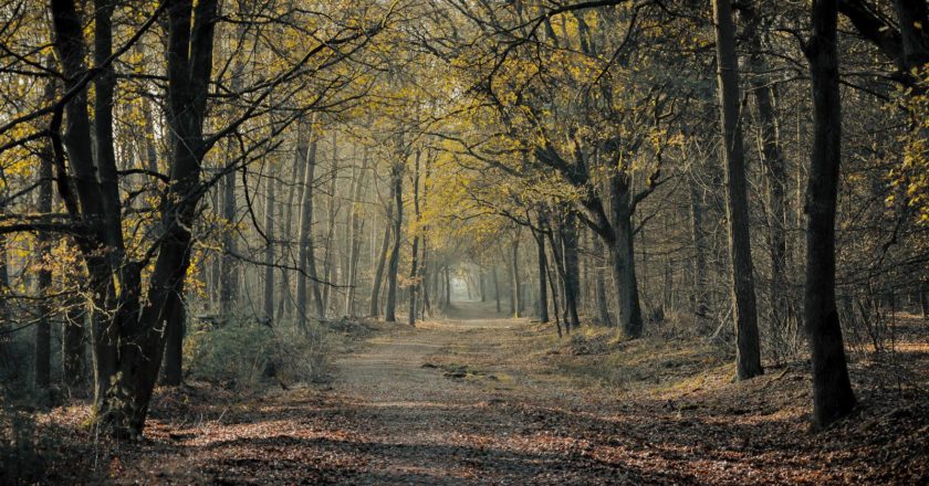 Spaziergang im Wald am Deutener Moor