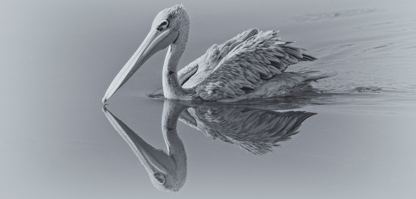Spiegelung - Reflection